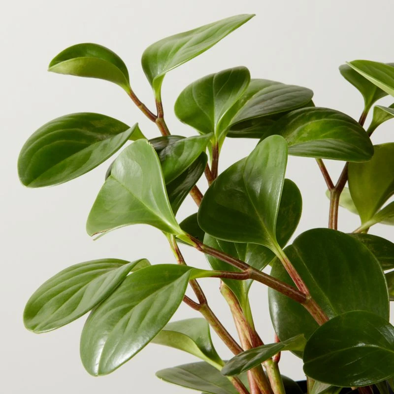 Live Peperomia Obtusifolia 6" In Ceramic Black Pot 4 Live Peperomia Obtusifolia 6" In Ceramic Black Pot - Image 2