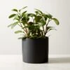 Live Peperomia Obtusifolia 6" In Ceramic Black Pot -Cb2 PeperomiaObtsflBkPt6inSHF22