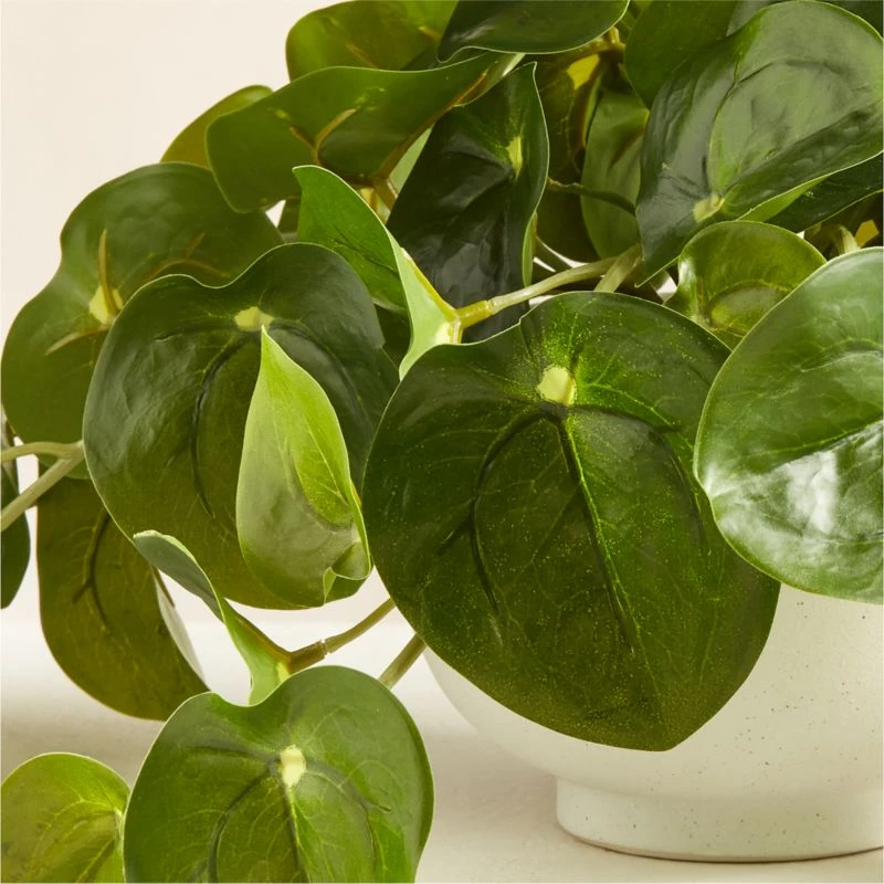 Potted Coin Plant 8" 4 Potted Coin Plant 8" - Image 2